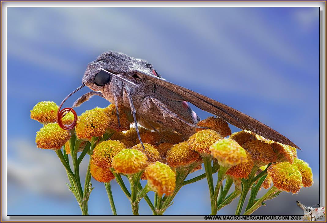 SphInx du Liseron